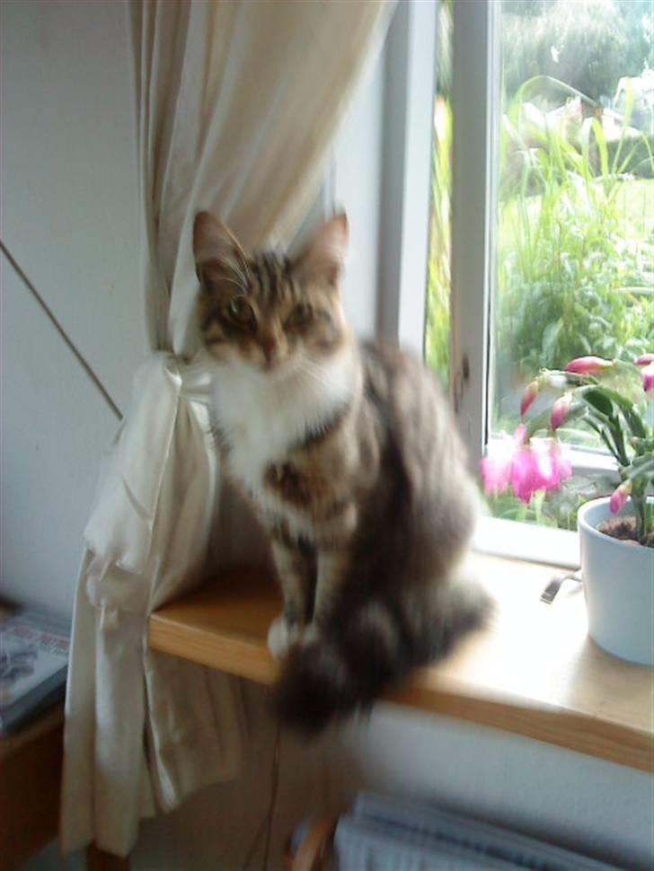 Maine Coon Gizmo..(Trines) billede 7