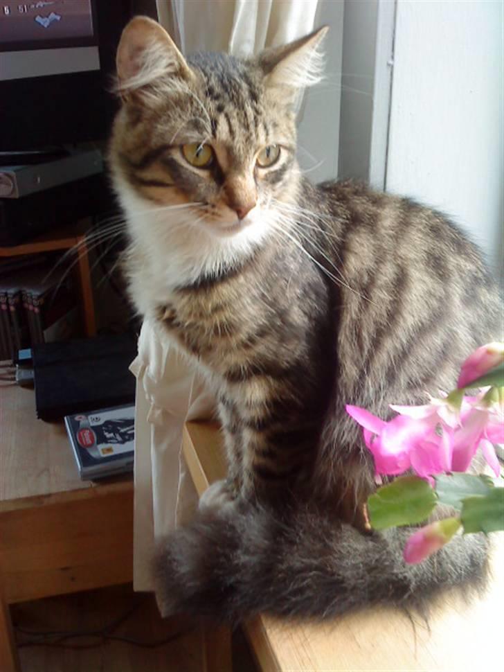 Maine Coon Gizmo..(Trines) billede 8