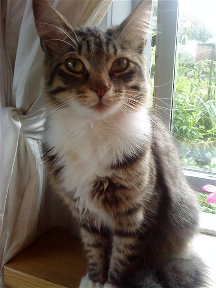 Maine Coon Gizmo..(Trines) billede 9