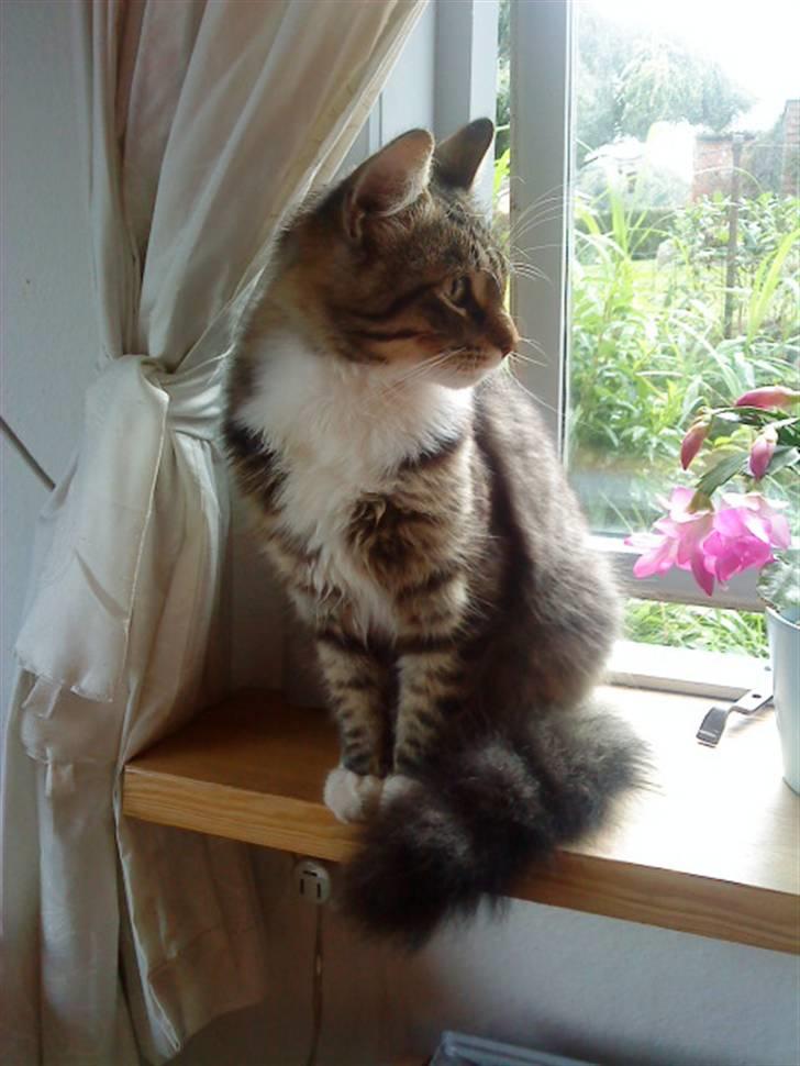 Maine Coon Gizmo..(Trines) billede 10