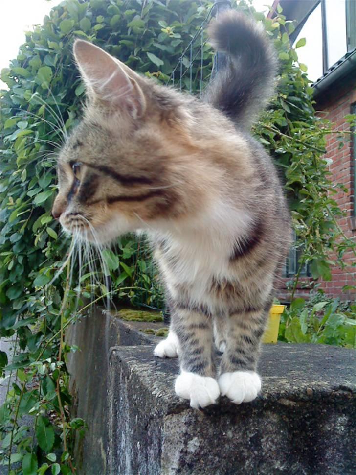 Maine Coon Gizmo..(Trines) billede 11