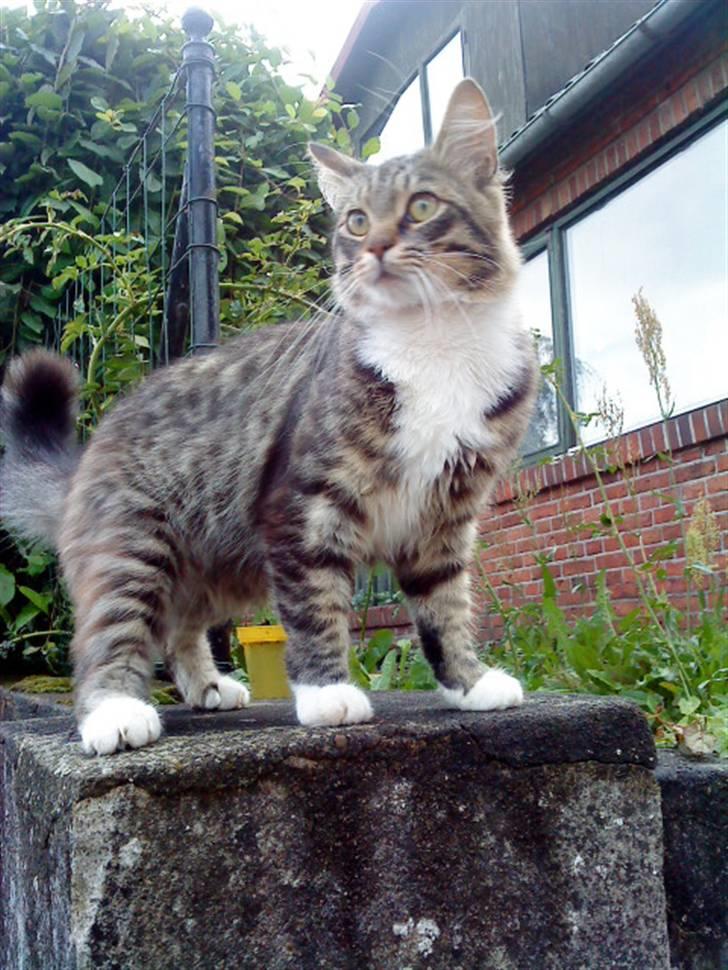 Maine Coon Gizmo..(Trines) billede 12