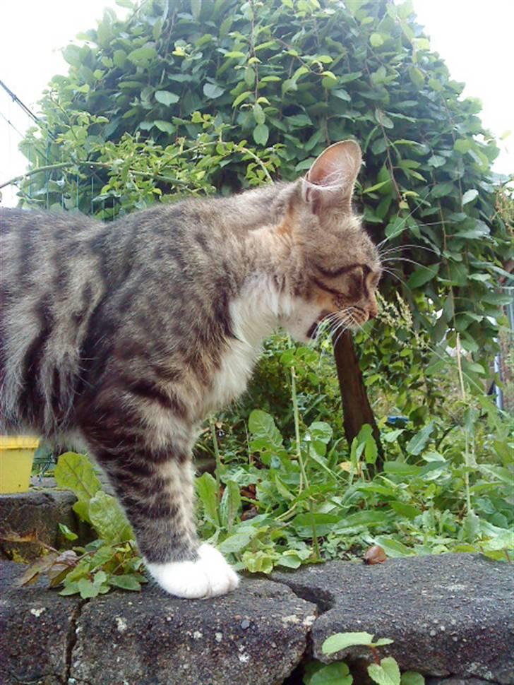 Maine Coon Gizmo..(Trines) billede 13