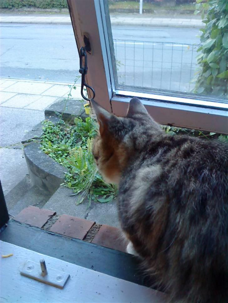 Maine Coon Gizmo..(Trines) billede 14