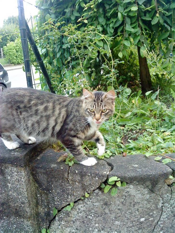 Maine Coon Gizmo..(Trines) billede 15