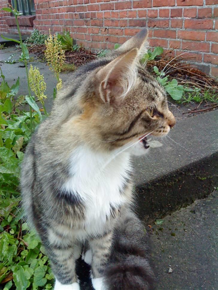 Maine Coon Gizmo..(Trines) billede 16