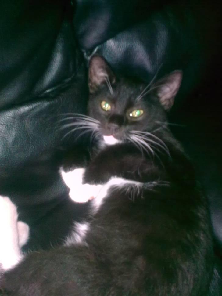 Huskat Oliver - Jeg er Oliver, jeg elsker at slappe af billede 1