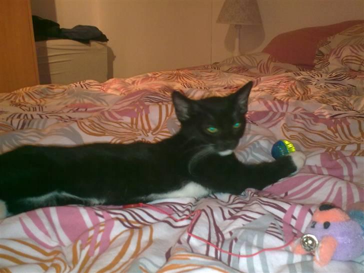 Huskat Oliver - slapper lige lidt mere af  billede 2