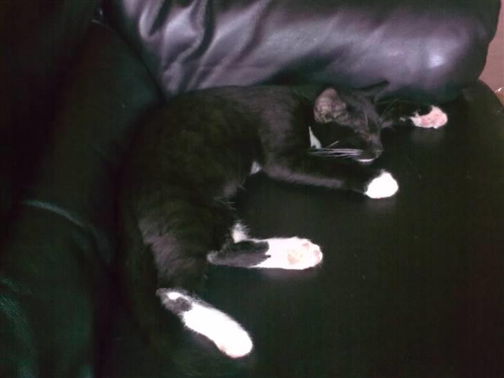 Huskat Oliver - zzzzzzzz billede 3