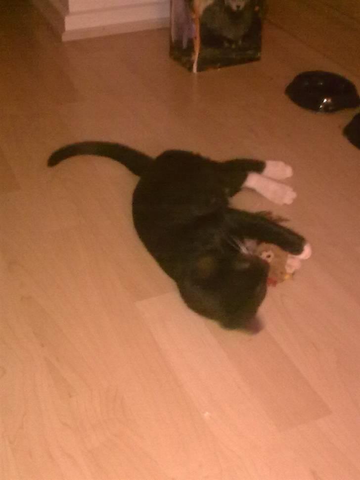 Huskat Oliver - ligger lige og leger med sit legetøj inden sengetid billede 4