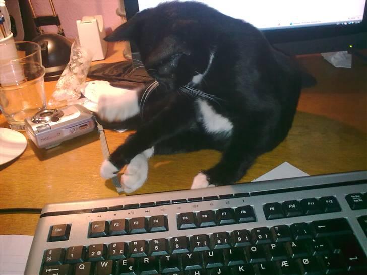 Huskat Oliver - her er min yndlingsplads når mor bruger sin computer... hun blir bare så sur når jeg går frem og tilbage over tastaturet..  billede 5