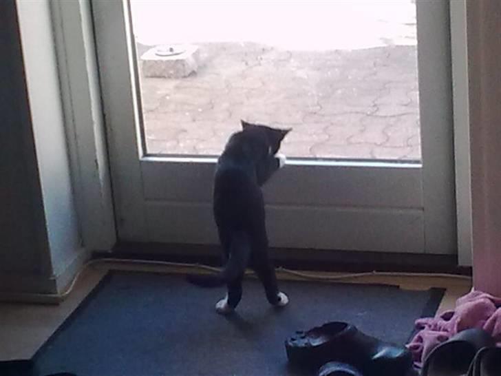 Huskat Oliver - derude er haven... men min mor siger jeg stadig skal vente lidt... og nu har vi lige fået ny nabo med hund, så nu skal jeg vente endnu mere.. min mor er vist lidt pyldret billede 6