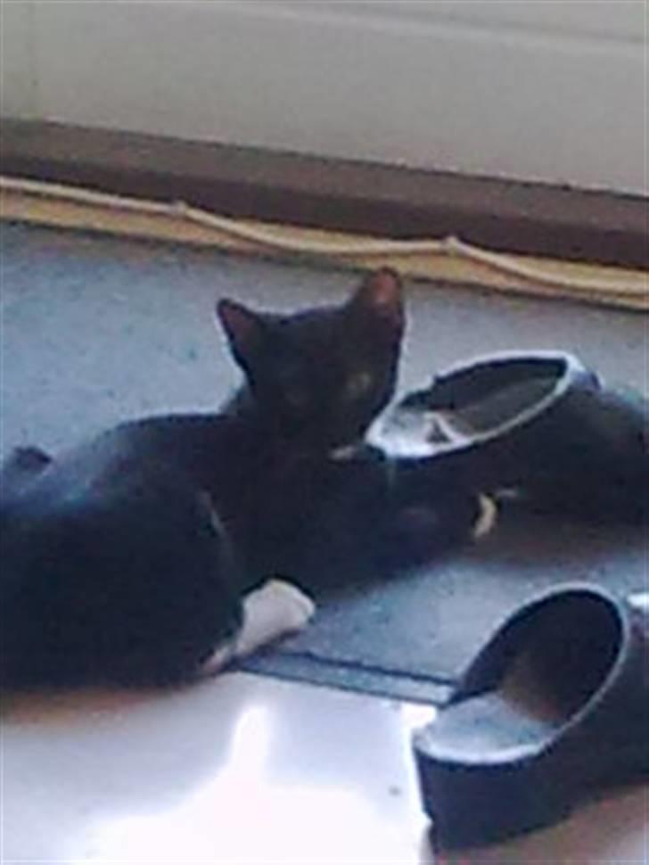 Huskat Oliver - jeg elsker at lege i sko billede 7