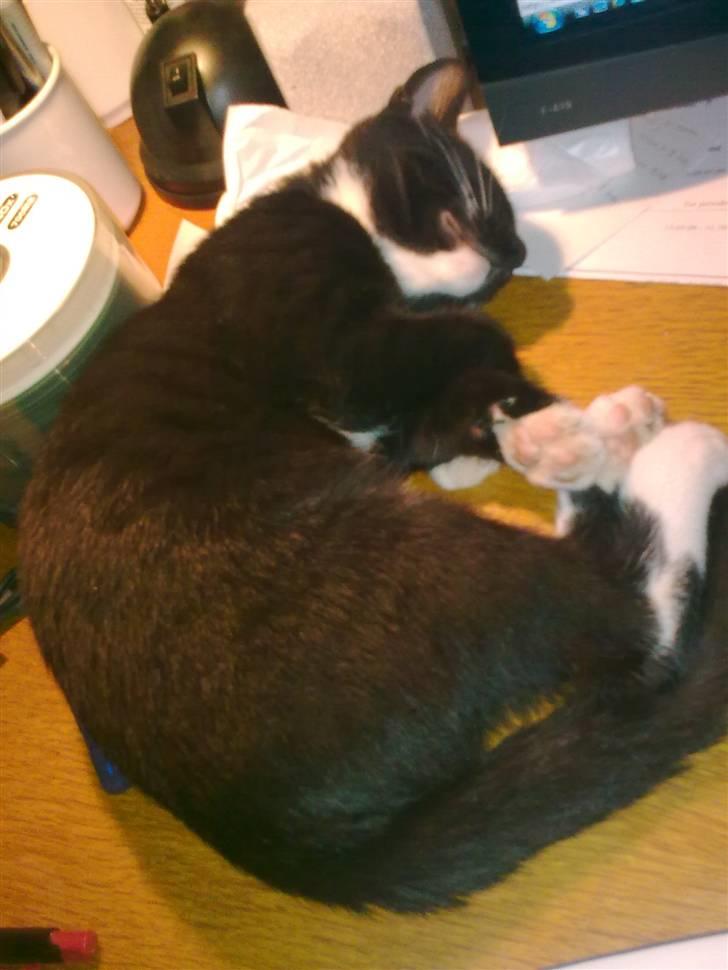 Huskat Oliver - tager lige en lur billede 8