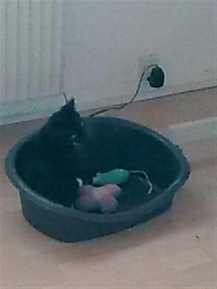 Huskat Oliver - denne her kasse er til hundenes legetøj.. men jeg synes den passer bedre til mig! billede 9