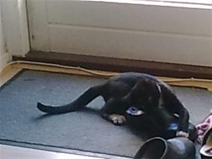 Huskat Oliver - grrr fars træsko skal ha nogle bank billede 10