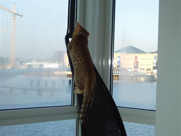 Ocicat Oci billede 2