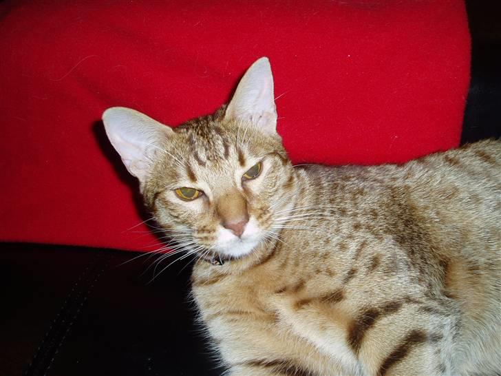 Ocicat Oci billede 3