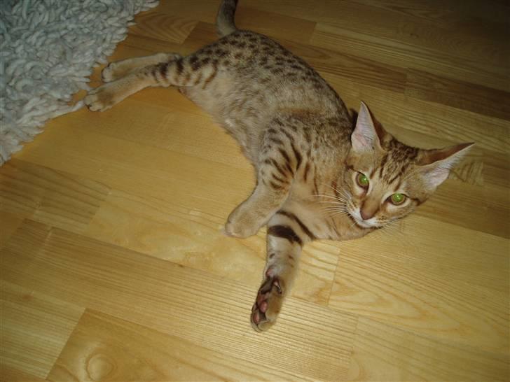 Ocicat Oci billede 4