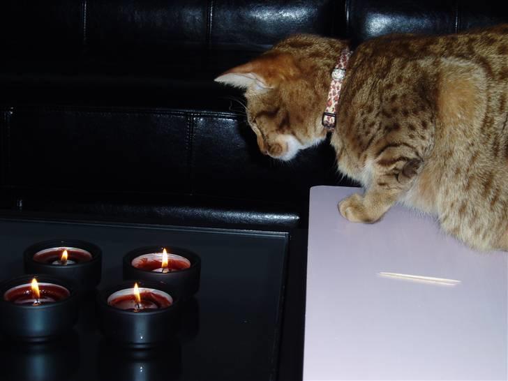 Ocicat Oci billede 5