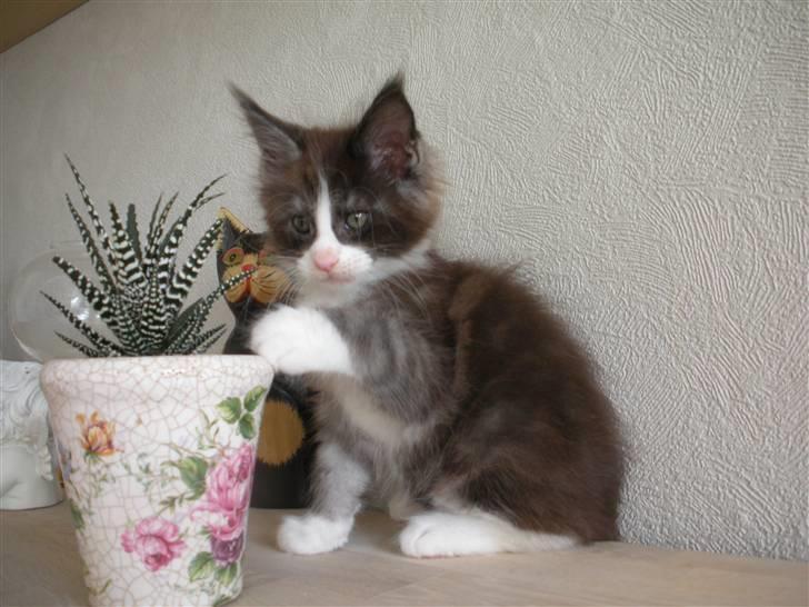 Maine Coon Coon Danica Poker Face - 4-9-09 billede 11