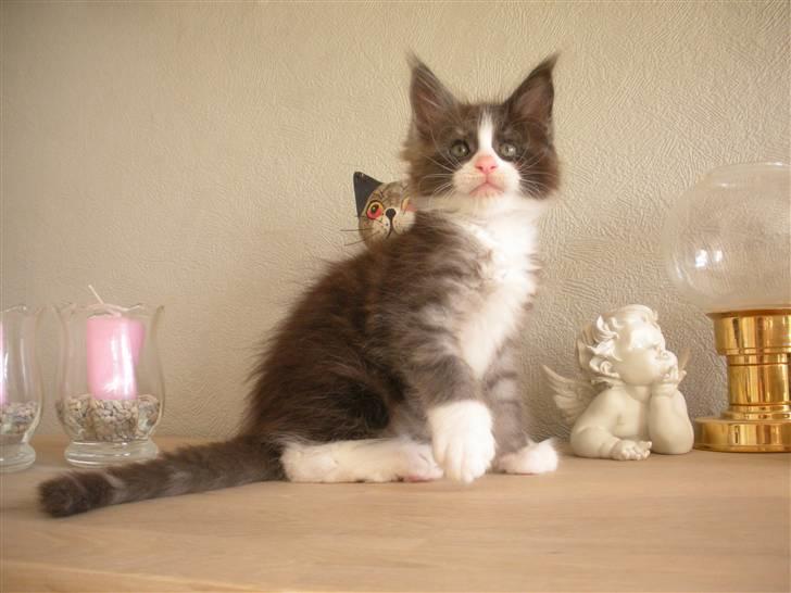 Maine Coon Coon Danica Poker Face - 4-9-09 billede 12