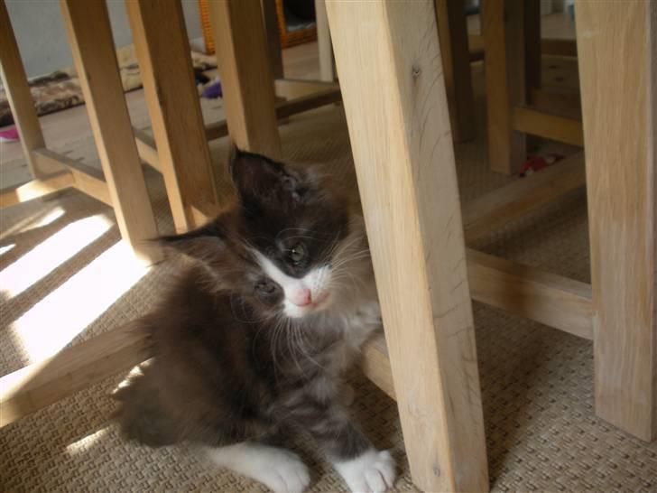 Maine Coon Coon Danica Poker Face - 4-9-09 billede 13
