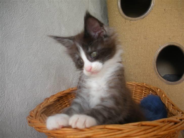 Maine Coon Coon Danica Poker Face - 4-9-09 billede 14