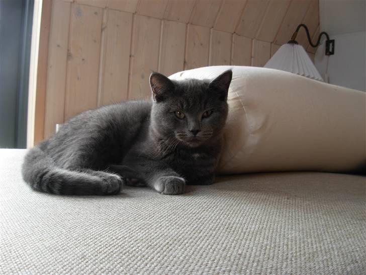 Blanding af racer pjevs billede 6