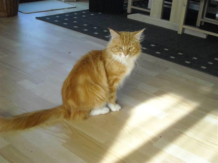 Maine Coon Gibbs billede 1