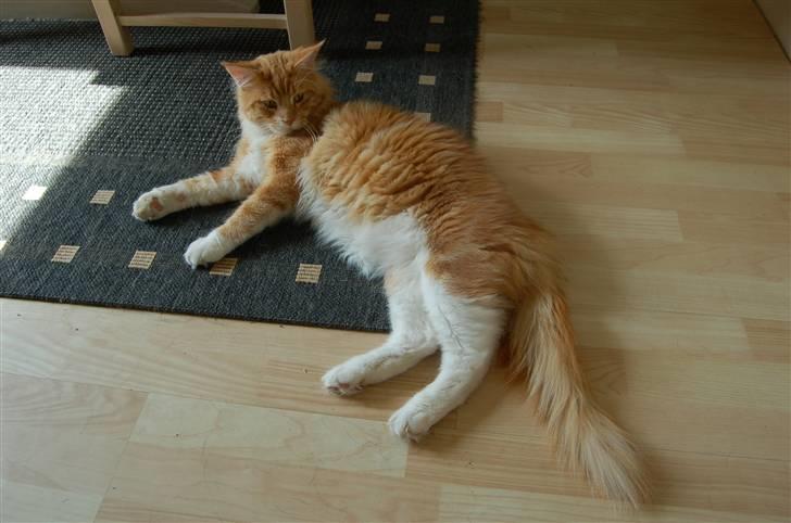 Maine Coon Gibbs billede 2