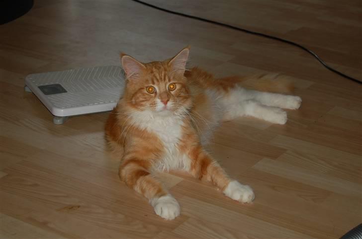 Maine Coon Gibbs billede 3