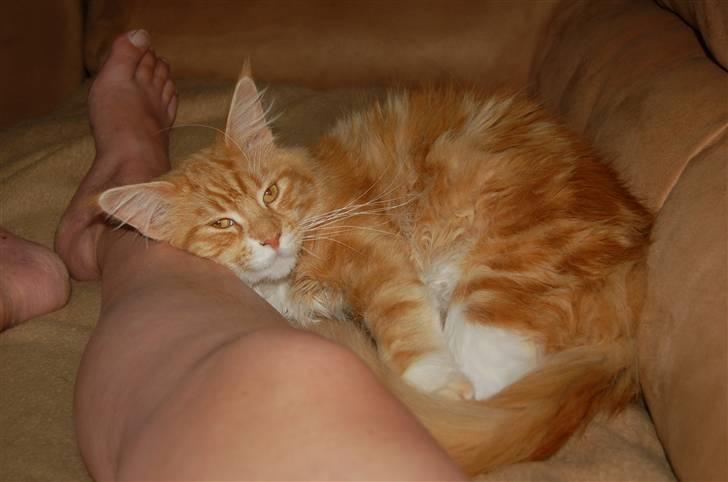 Maine Coon Gibbs billede 4