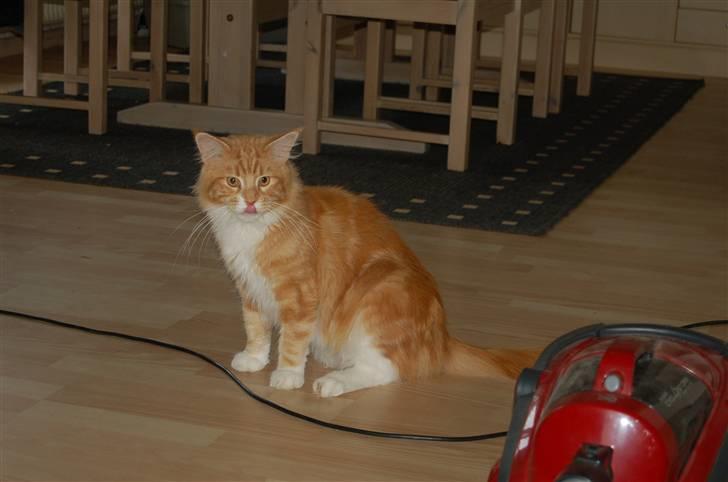 Maine Coon Gibbs billede 5