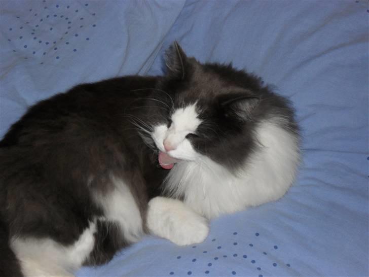 Norsk Skovkat chilli billede 5