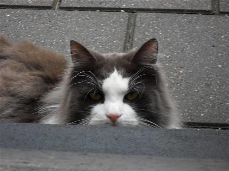 Norsk Skovkat chilli billede 6