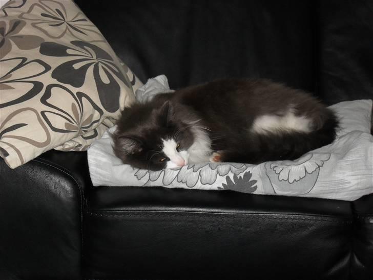 Norsk Skovkat chilli billede 7