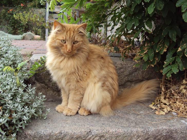 Norsk Skovkat Bandit billede 15