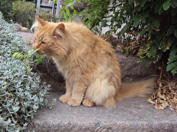 Norsk Skovkat Bandit billede 16