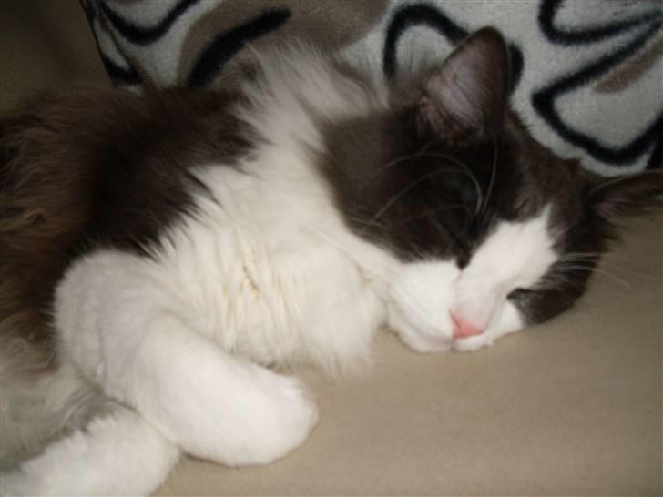 Norsk Skovkat chilli billede 8