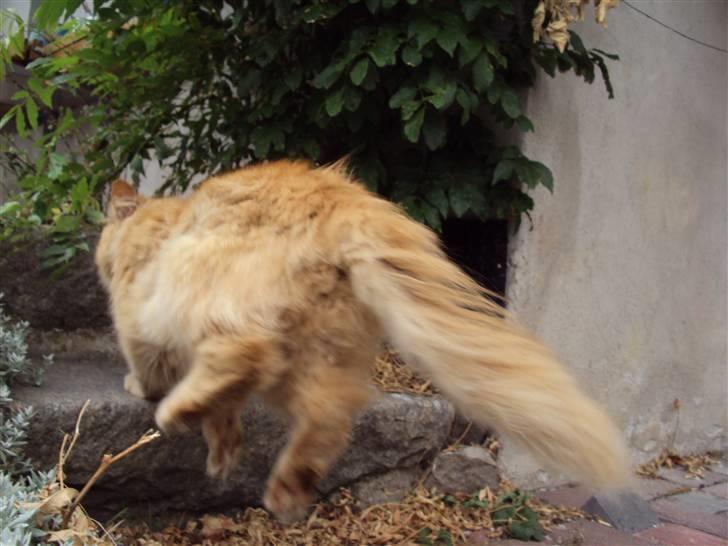 Norsk Skovkat Bandit billede 17