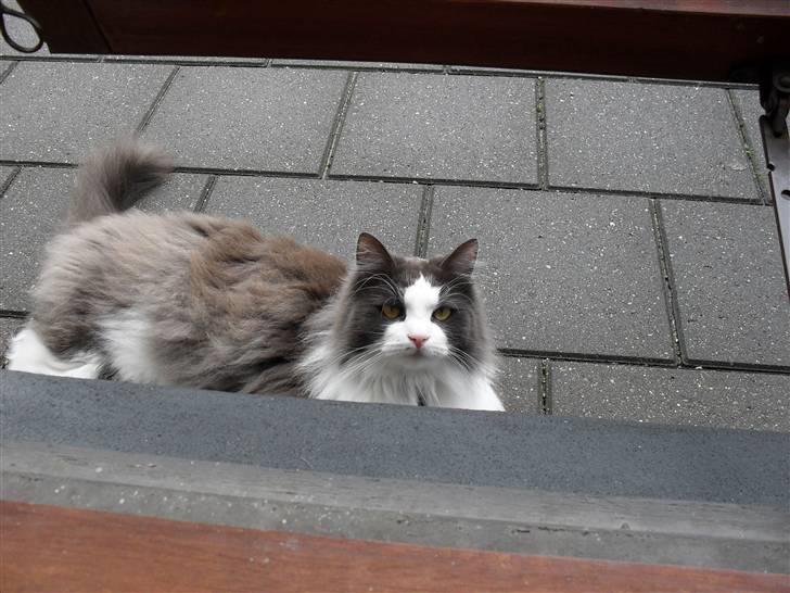 Norsk Skovkat chilli billede 9