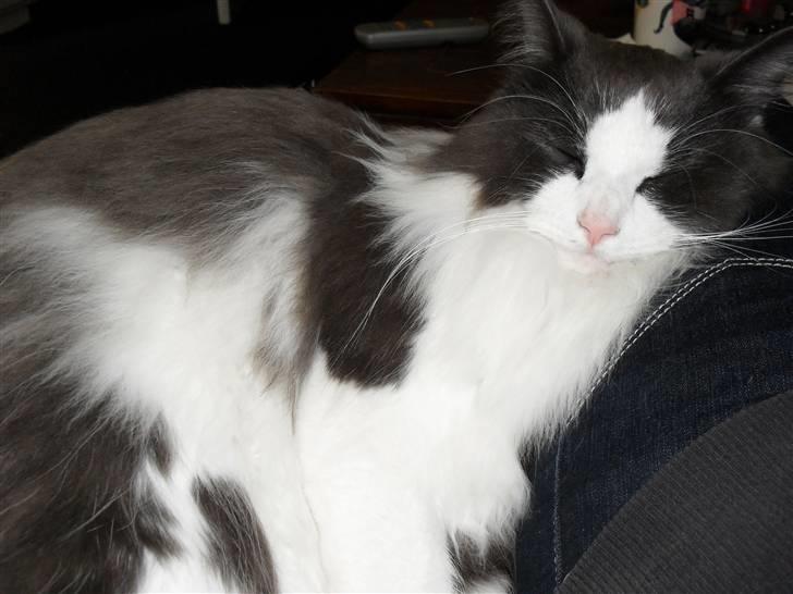 Norsk Skovkat chilli billede 10