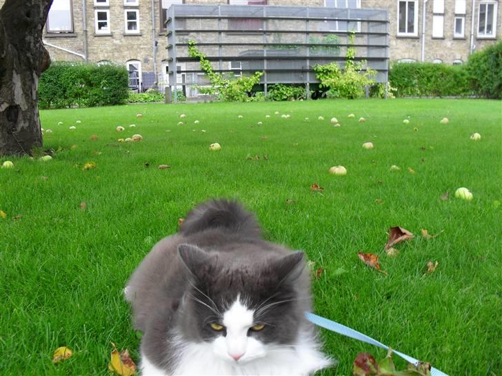 Norsk Skovkat chilli billede 11