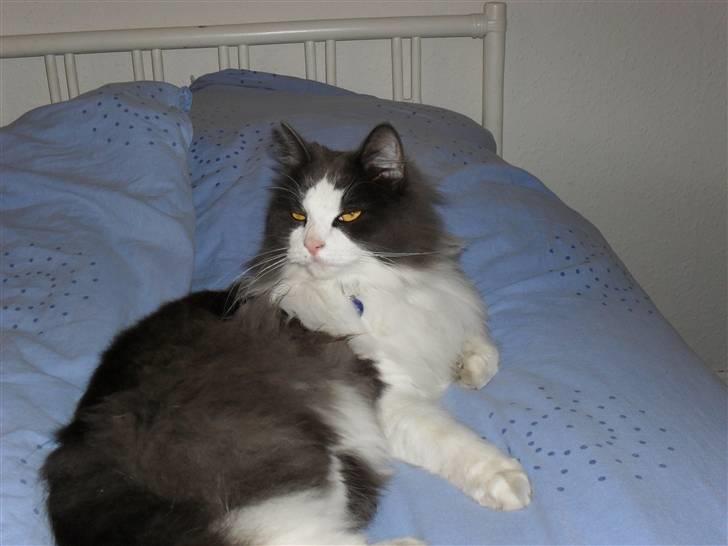 Norsk Skovkat chilli billede 12