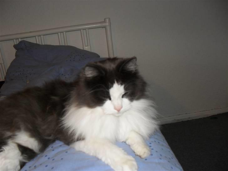 Norsk Skovkat chilli billede 13