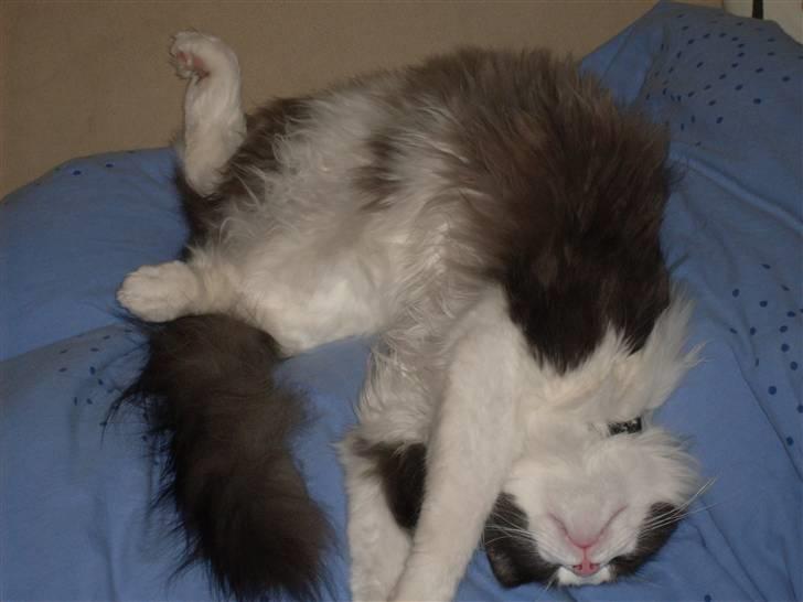 Norsk Skovkat chilli billede 14