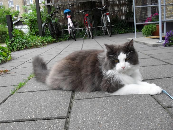 Norsk Skovkat chilli billede 15