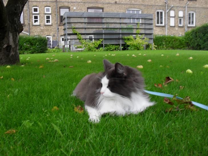 Norsk Skovkat chilli billede 16