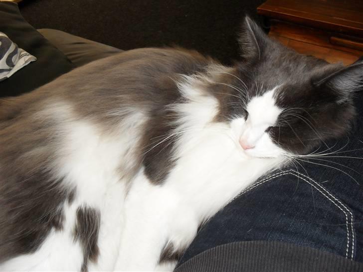 Norsk Skovkat chilli billede 17